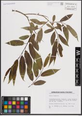 Foto von Salix fragilis L.